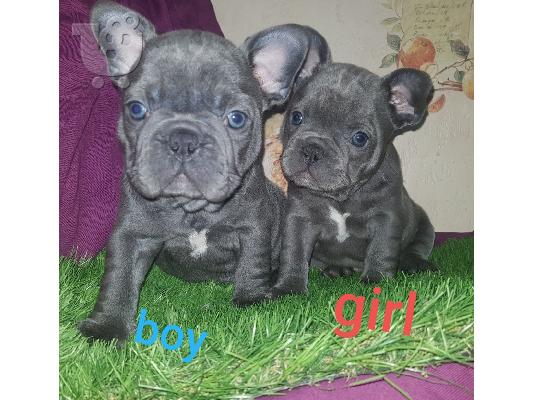 PoulaTo: Ένα υπέροχο γαλλικό μπουλντόγκ έτοιμο για το νέο του σπίτι